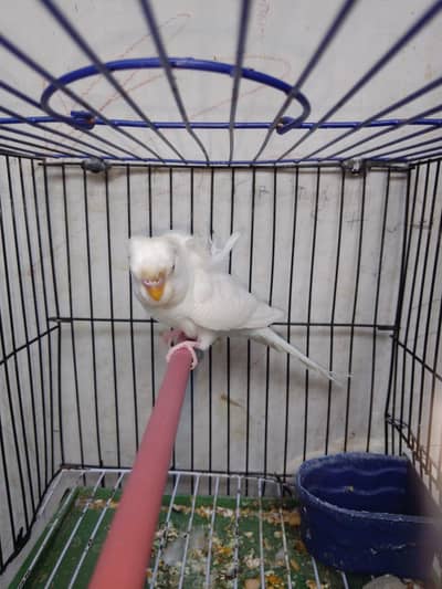 Albino Red eye hogoromo