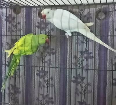 White male & green reasesev pide  female breeder pair