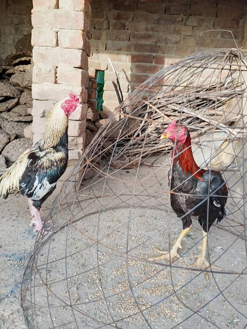 ماشاءاللہ بہت خوبصورت ہے صاف مرغا ہے 0