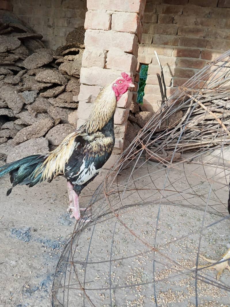 ماشاءاللہ بہت خوبصورت ہے صاف مرغا ہے 1