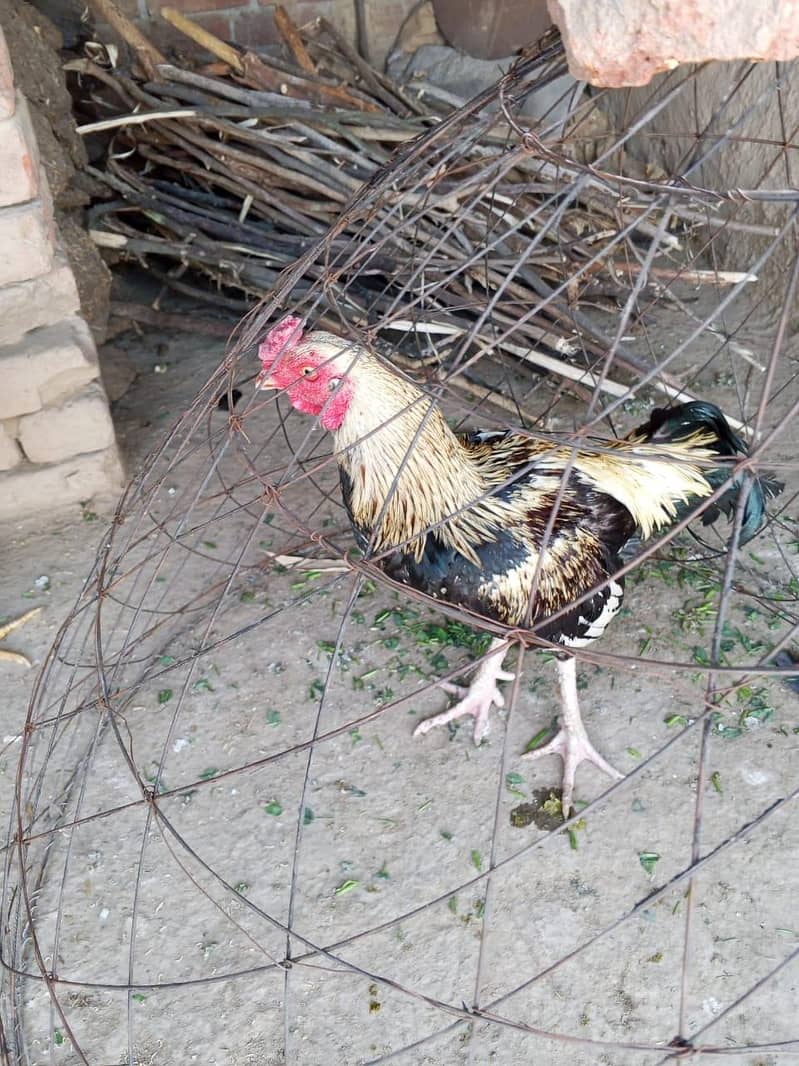ماشاءاللہ بہت خوبصورت ہے صاف مرغا ہے 2