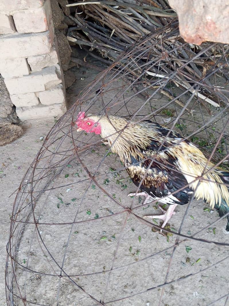 ماشاءاللہ بہت خوبصورت ہے صاف مرغا ہے 3