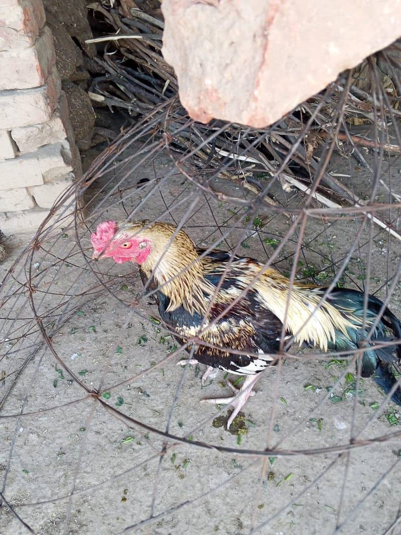 ماشاءاللہ بہت خوبصورت ہے صاف مرغا ہے 4