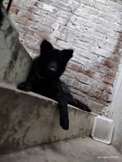 proper long hair black GSD male puppy