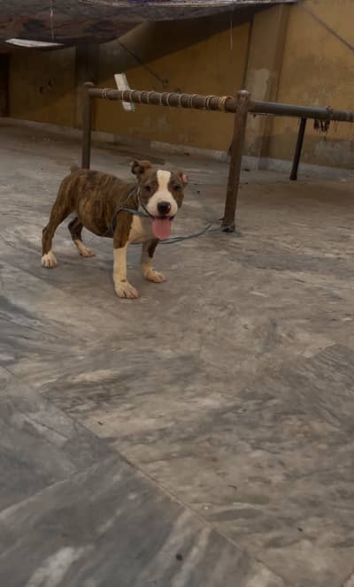 2 Month Old Female Pitbull – Excellent Quality  (Pup/puppy/pitbull)