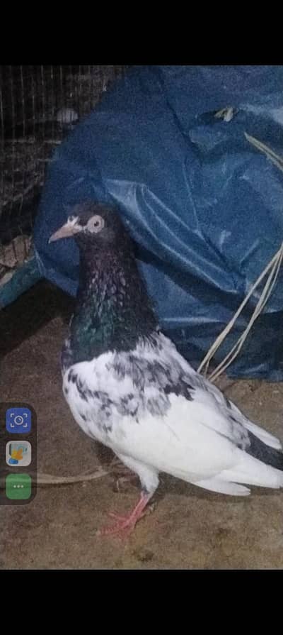 one Royal teddy Female