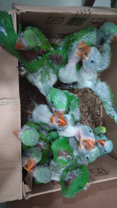 Kashmiri Raw Available Location Karachi Malir