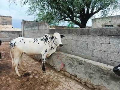fata jangi bull. . washa. . desi. form