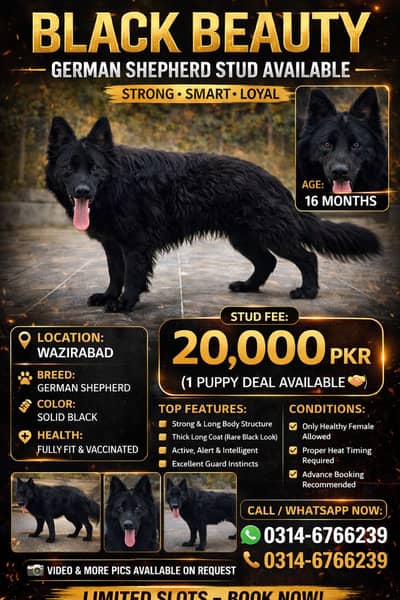 Black German Shepherd Stud Service Available”