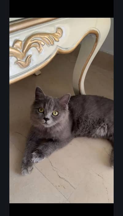 GREY PERSIAN CAT