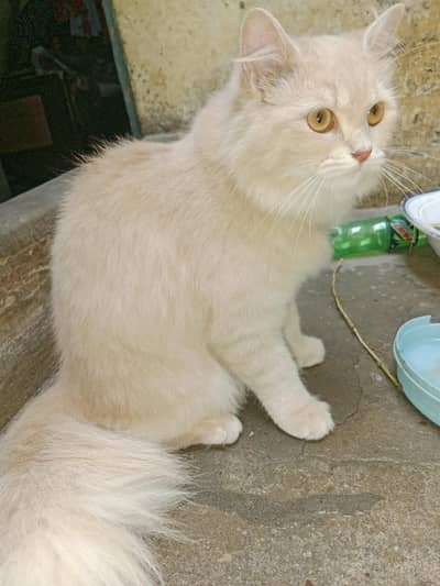 triple quote female bahut acchi hai location narang mandi 03016267680