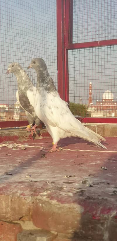 kahsni farozpuri adult pair