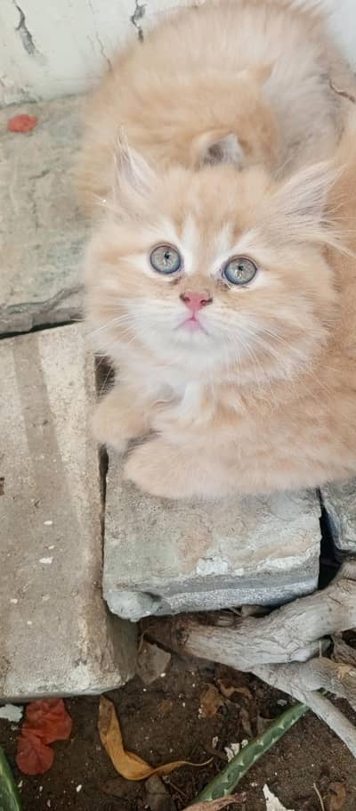 persian kittens for sale