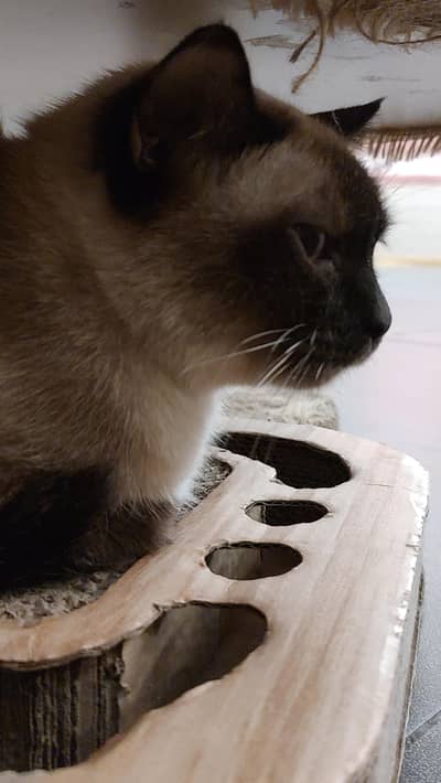 Persian and Siamese cats available