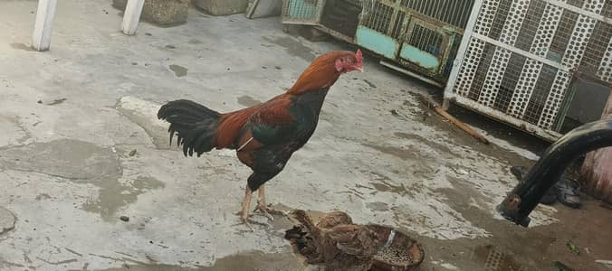 lakha assel young male