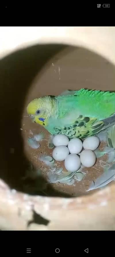 australin birds pair confrm achy breedr hn all coller