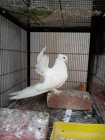 white American chicks Jumbo Size