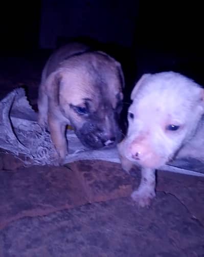 American pitbull pair white male and brown female
