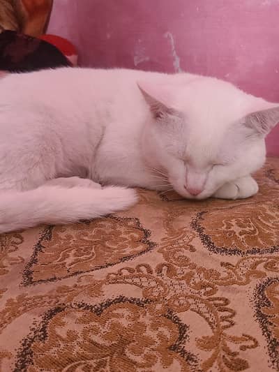 Pure white male and female persian cats