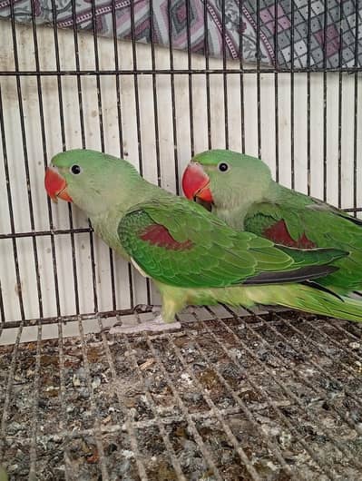 raw parrot for sale