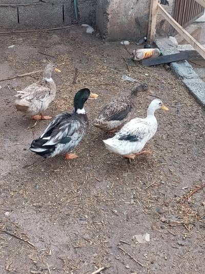 ducks for sale egg laying