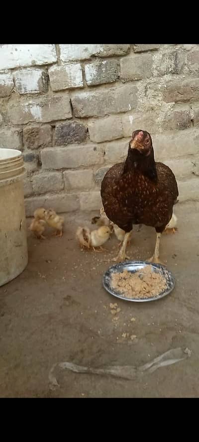 2 murghya he sat me chooze bhi 1 original aseel or.      2 crose