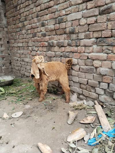 Male goat beautiful 4 month age
