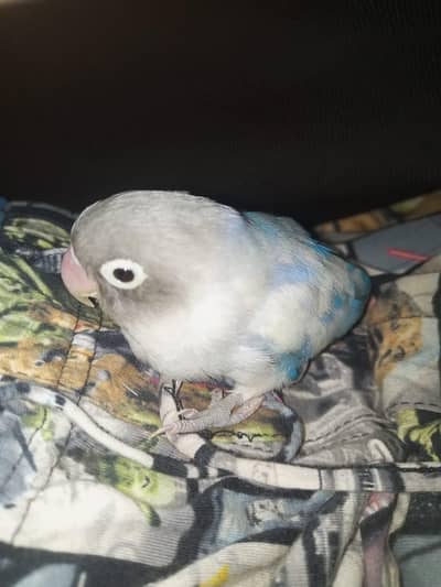 violet head, love bird,