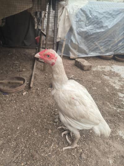 Hera highest quality chicks for sale