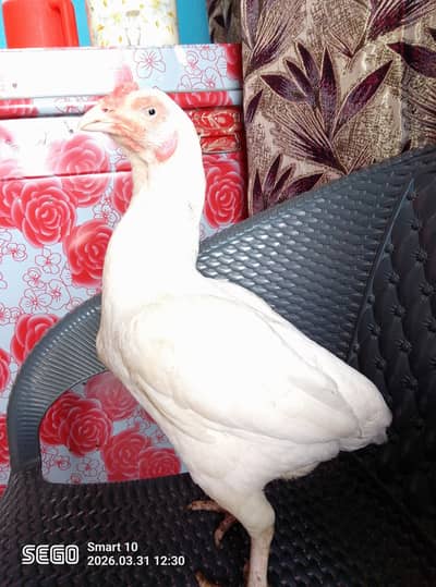 paper waith heera female eggs da Rahi ha