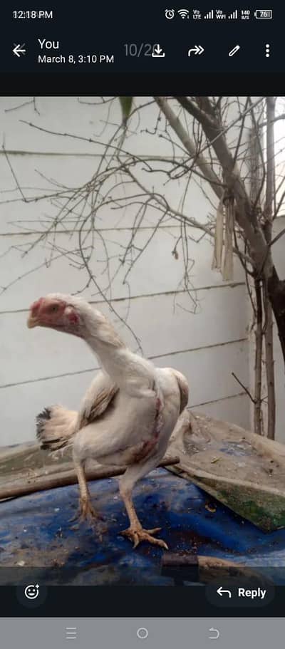 parrot beak chiks Turkish hint paper white eggs