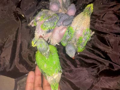 talking parrot chicks 03089046950