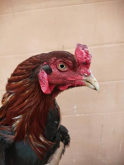 JAGEERI ASEEL MURGHA PLUS ASEEL MIANWALI MURGHI WHATSAPP 03168035881