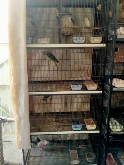 8 Porshan Cage for sale 03127093372