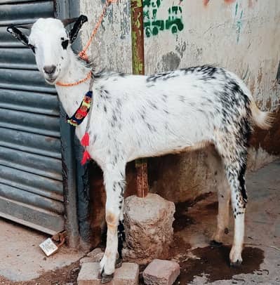 qurbane 2026 Barbara male kase