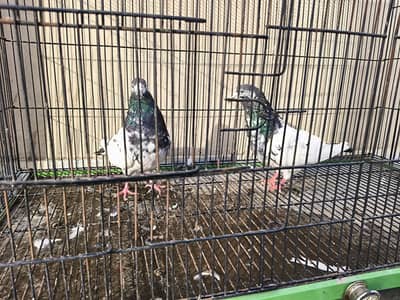 Sialkoti Shaikhoon walay + Ali walay + chat walay