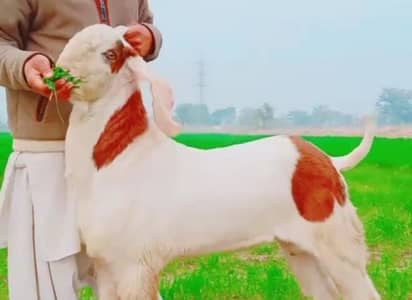 gulabi Bakra for Sale Call 03405796364