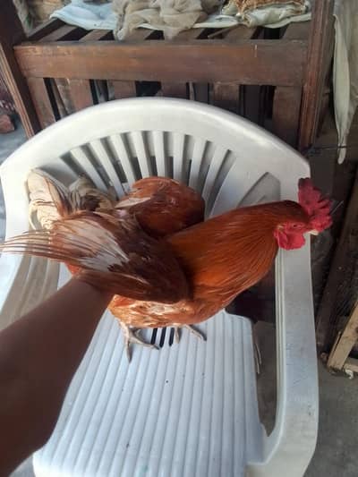 very strong and red colour