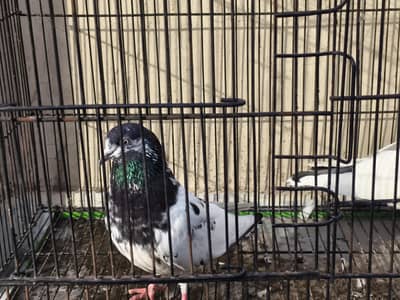 Ali Wala pair for sale