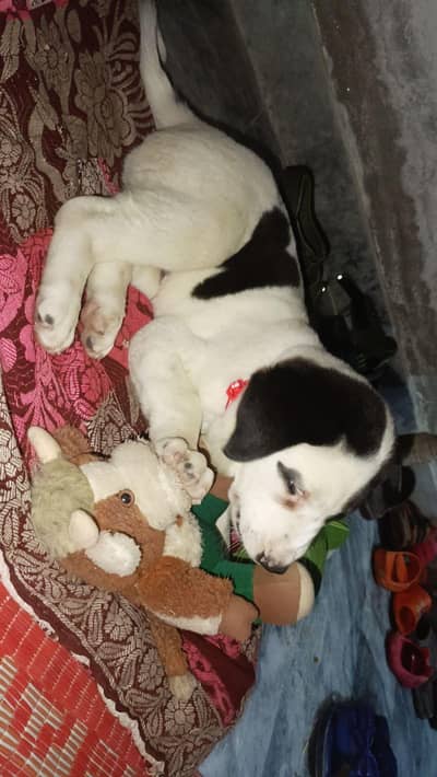 Buli +pointer breed hey