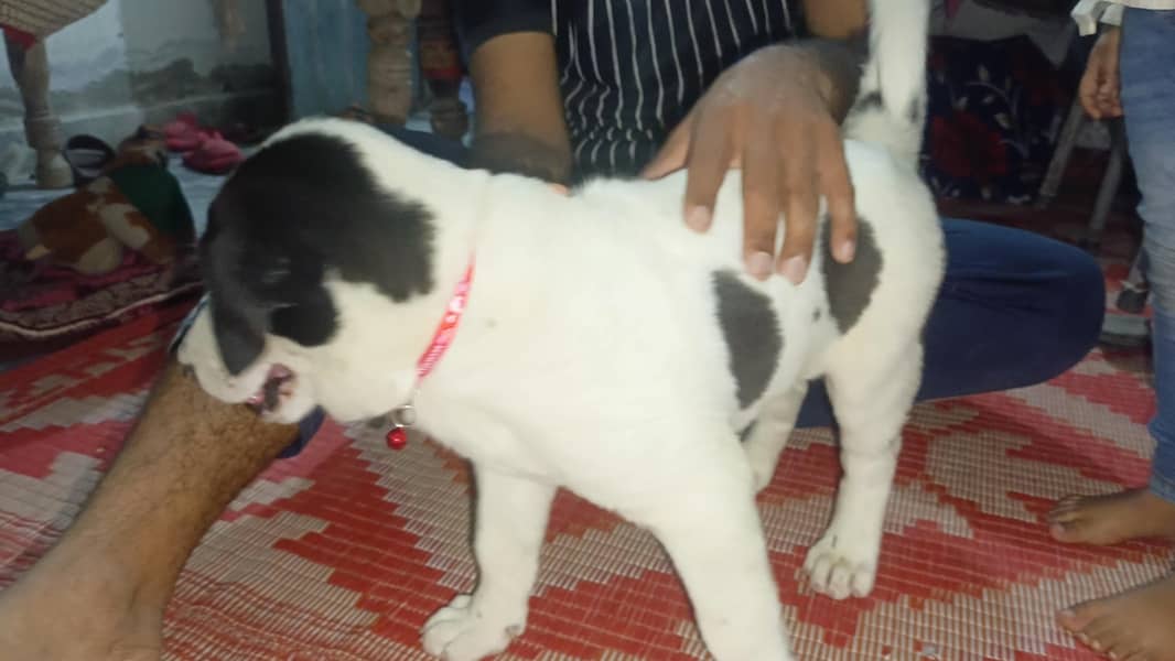 Buli +pointer breed hey 1