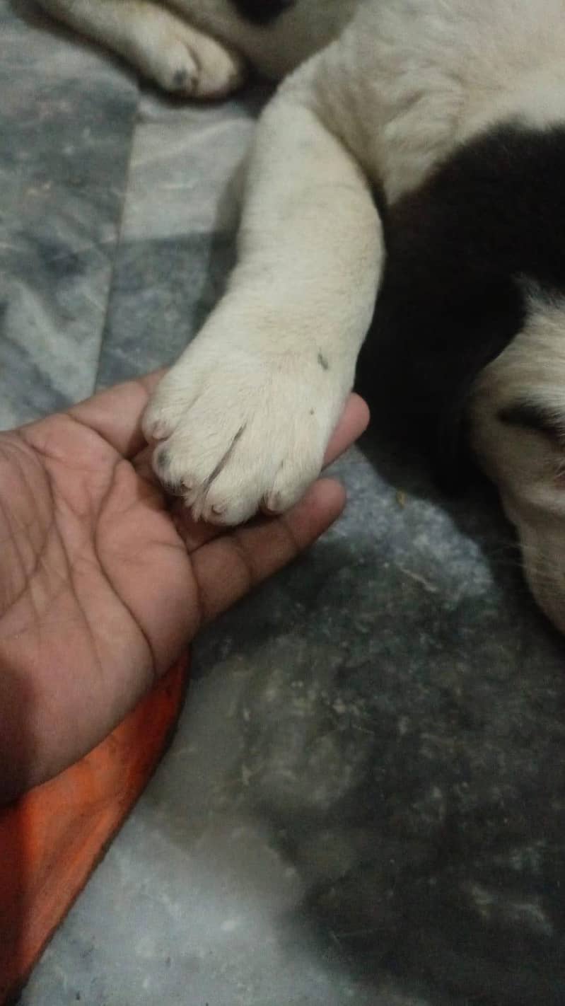 Buli +pointer breed hey 2