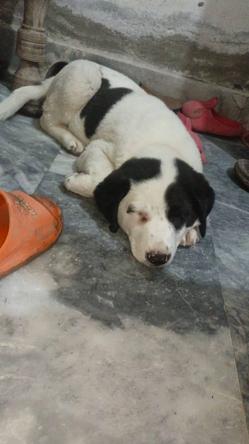 Buli +pointer breed hey 3