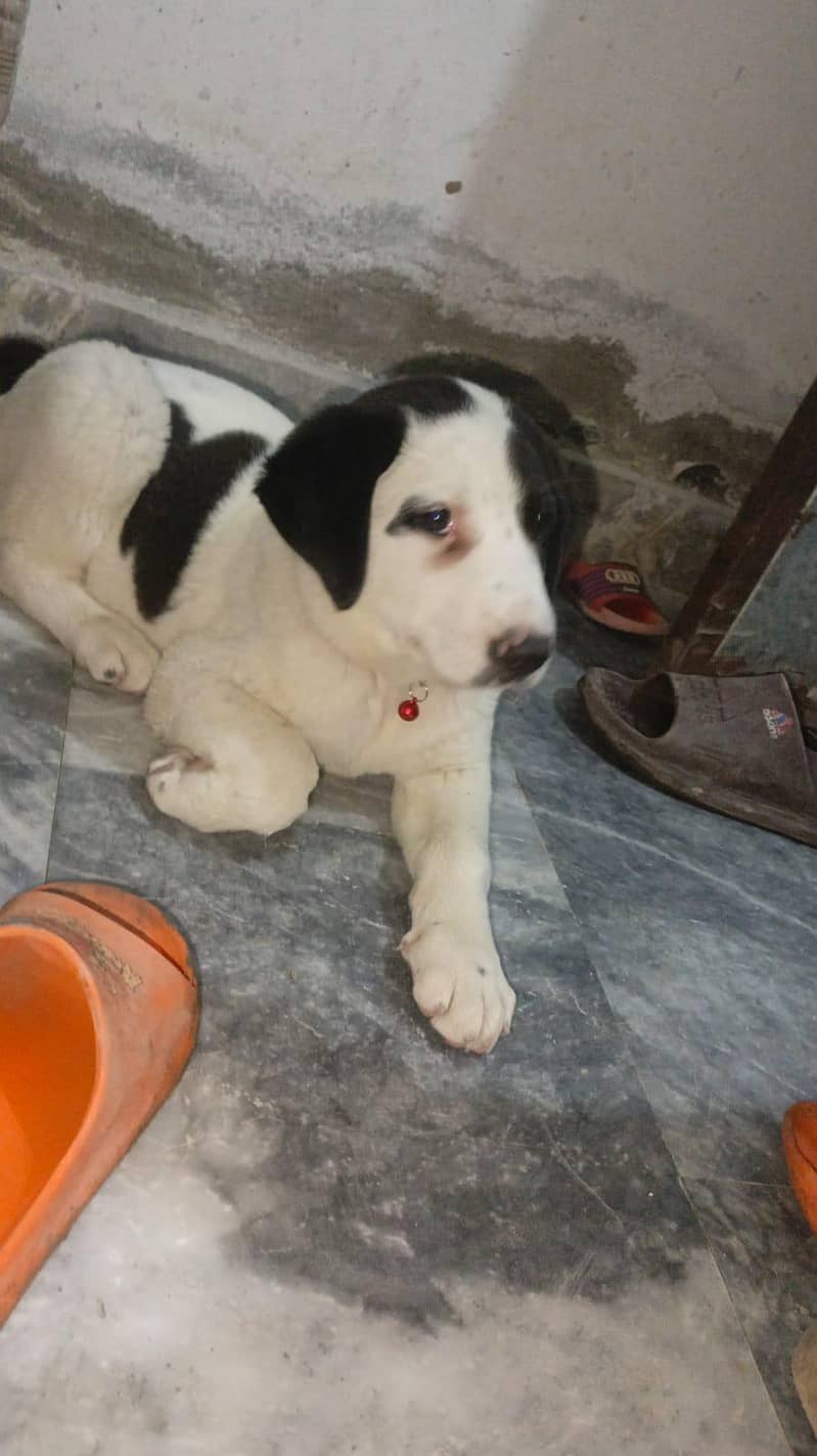 Buli +pointer breed hey 4