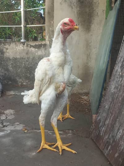 o shamo King size yellow nali nook pure blood line for sale