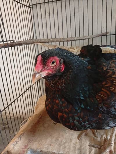 Aseel hen for sale