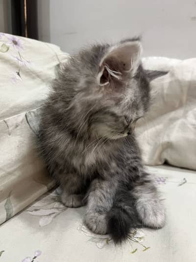Triple Coat Persian Kitten – Male Available