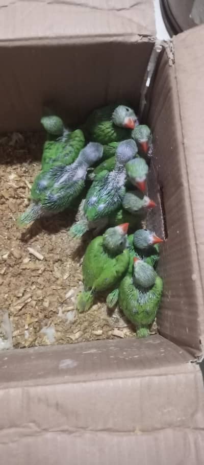 ringneck parrot chick's available for sale