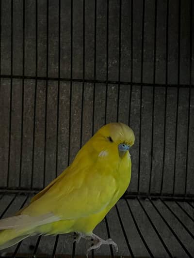 exhibition budgies parrot 03134514159