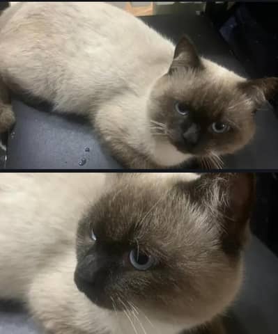 siames male cat for sale